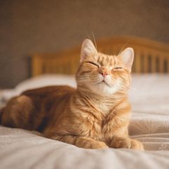 Eine Katze in einem Bett