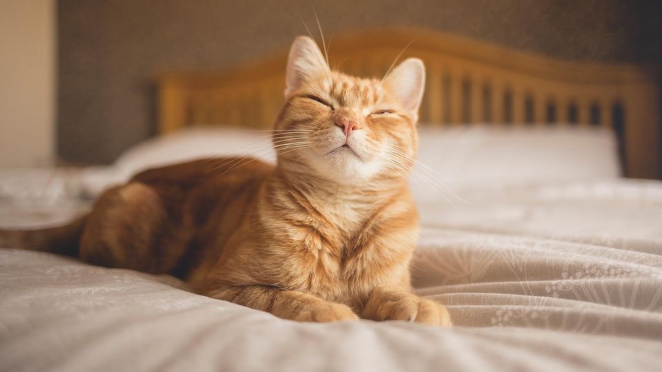 Katze im Bett? Warum ich meinen Schlafplatz nicht teile | STERN.de