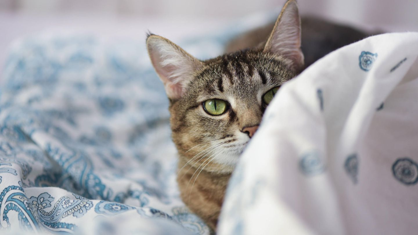Eine Katze in einem Bett