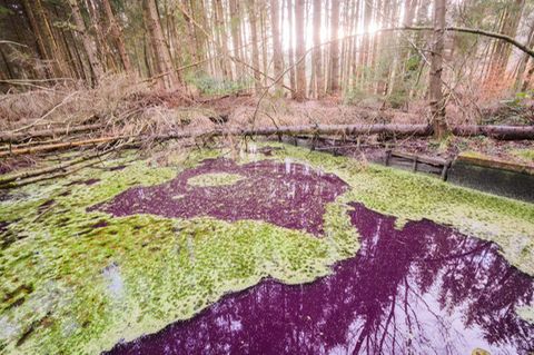 Der Teich in einem Wald in Hildesheim hat sich purpur verfärbt