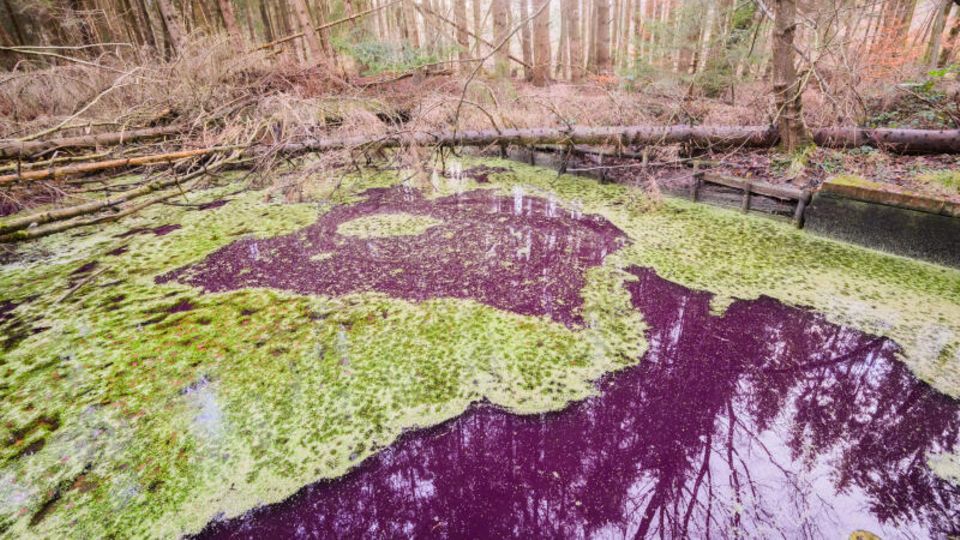 Der Teich in einem Wald in Hildesheim hat sich purpur verfärbt