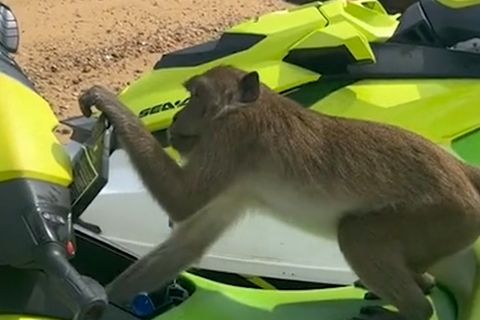 Thailand: Frecher Affe raubt Jetski von unbedarften Touristen aus