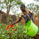 Eine junge Mutter im Nchisi-Distrikt gießt Pflanzen in ihrem Garten. Malawi ist von zahlreichen Krisen geplagt. Wetterextreme wir Trockenheit, Wirbelstürme und Überschwemmungen führen zu Nahrungsmittelknappheit. 5,4 Millionen Menschen haben laut Care nicht genug zu essen und mehr als 37 Prozent der malawischen Kinder sind mangelernährt. Seit März vergangenen Jahres erlebt Malawi zudem einen Cholera-Ausbruch – nach Angaben der Vereinten Nationen der schwerste der vergangenen zehn Jahre. Ebenso bleibt das Coronavirus landesweit ein Risiko und zehn Prozent der Bevölkerung sind mit HIV infiziert, darunter auch viele Kinder.