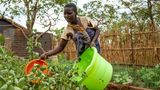 Eine junge Mutter im Nchisi-Distrikt gießt Pflanzen in ihrem Garten. Malawi ist von zahlreichen Krisen geplagt. Wetterextreme wir Trockenheit, Wirbelstürme und Überschwemmungen führen zu Nahrungsmittelknappheit. 5,4 Millionen Menschen haben laut Care nicht genug zu essen und mehr als 37 Prozent der malawischen Kinder sind mangelernährt. Seit März vergangenen Jahres erlebt Malawi zudem einen Cholera-Ausbruch – nach Angaben der Vereinten Nationen der schwerste der vergangenen zehn Jahre. Ebenso bleibt das Coronavirus landesweit ein Risiko und zehn Prozent der Bevölkerung sind mit HIV infiziert, darunter auch viele Kinder.