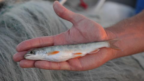 So lang wie eine Hand: Jemand hält einen Tiefseesaibling aus dem Bodensee in der Hand