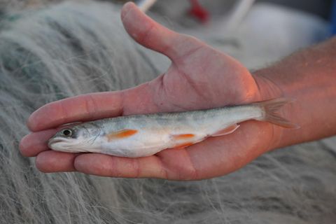So lang wie eine Hand: Jemand hält einen Tiefseesaibling aus dem Bodensee in der Hand