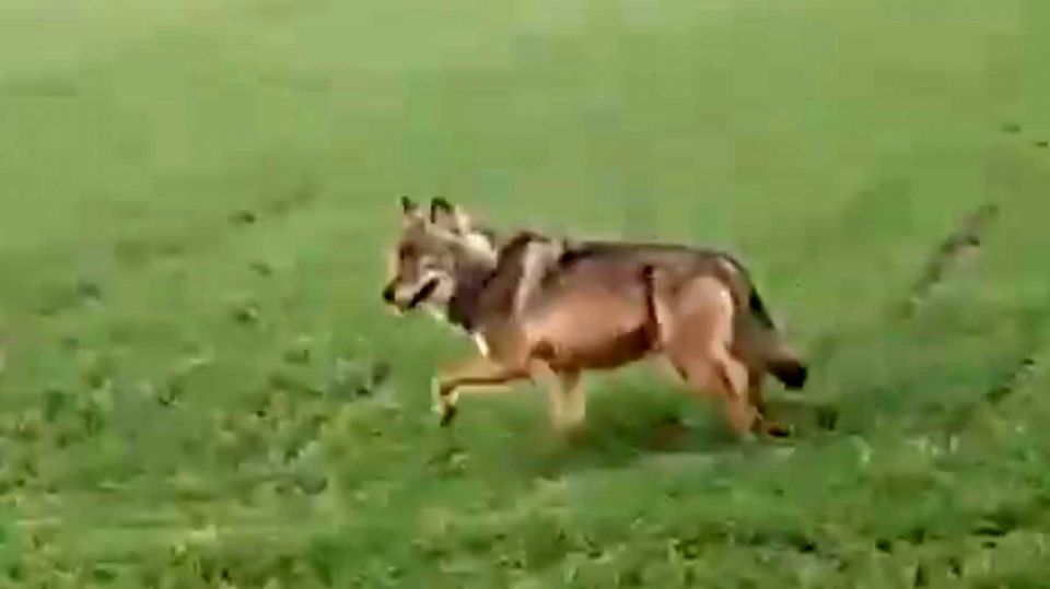 Wolf bei Korbach gesichtet – Video macht im Netz die Runde
