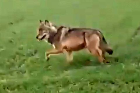 Wolf bei Korbach gesichtet – Video macht im Netz die Runde