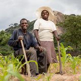 In dem Binnenstaat im Süden Afrikas werden die Folgen des Klimawandels besonders deutlich: Simbabwe leidet unter wiederkehrenden Dürren auf die sturzflutartige Regenfälle folgen. Viele Männer verlassen ihre Familien, wenn eine Trockenheit auftritt. Nicht so bei diesem Paar. "Mein Mann hilft mir im Garten. Bereits sein Vater hat seine Mutter unterstützt", sagt die Frau. "Gemeinsam haben seine Eltern vieles geschafft, gemeinsam schaffen es auch wir."  Simbabwes einst blühende kommerzielle Landwirtschaft liegt ebenso wie die Industrie am Boden. Im Zuge einer Landreform Ende der 90er-Jahre wurden zudem viele großbäuerliche Betriebe zerschlagen und Ackerflächen neu verteilt. Damit büßte das Land an Produktivität ein und Arbeitslosigkeit und Ernährungsunsicherheit prägen nun den Alltag der Menschen. Etwa die Hälfte der rund 15,6 Millionen Einwohner lebt in extremer Armut. Knapp ein Drittel der Kinder unter fünf Jahren sind nach Angaben der Welthungerhilfe mangelernährt mit Anzeichen von Wachstums- und Entwicklungsverzögerungen.