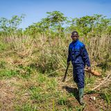 Ein Arbeiter steht in einem Feld mit Maniokbäumen. Die Wurzelknolle ist das Grundnahrungsmittel in dem rohstoffreichen Land. Doch obwohl Ackerpflanzen, Obst und Gemüse fast das ganze Jahr wachsen, hat jeder zweite Mensch nicht genug zu essen. Die Klimakrise vernichtet seit Jahren, was auf ergiebigen Böden gut gedeiht. Im Juni 2022 zerstörten nach Angaben von Care Überschwemmungen mehr als 2.600 Häuser und 18.500 Hektar Anbaufläche. In den besonders betroffenen Regionen des Landes droht nach Angaben von Unicef eine Hungersnot.   Zudem tobt in der Zentralafrikanischen Republik seit 2013 ein blutiger Bürgerkrieg zwischen verschiedenen Rebellengruppen. Kämpfe, Überfälle und Entführungen sind an der Tagesordnung. Immer wieder verletzen und töten die Rebellen auch Kinder und Frauen und greifen sogar Schulen und Gesundheitseinrichtungen an. Um einen sicheren Ort zu finden, haben rund 1,3 Millionen Menschen ihr Zuhause verlassen (Stand: Juni 2022). Fast die Hälfte von ihnen sind Flüchtlinge im eigenen Land. Hunderttausende sind in Nachbarländer geflohen.