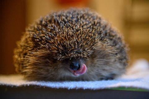 Wegen der milden Temperaturen erwachen viele Igel in diesem Jahr vorzeitig