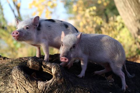 Zwei Miniaturschweine auf einem liegenden Baumstamm