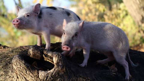 Zwei Miniaturschweine auf einem liegenden Baumstamm