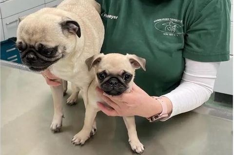 Mops-Mutter Lotte (links) und Tochter Louise sitzen auf einem Tisch im Tierheim Süderstraße in Hamburg