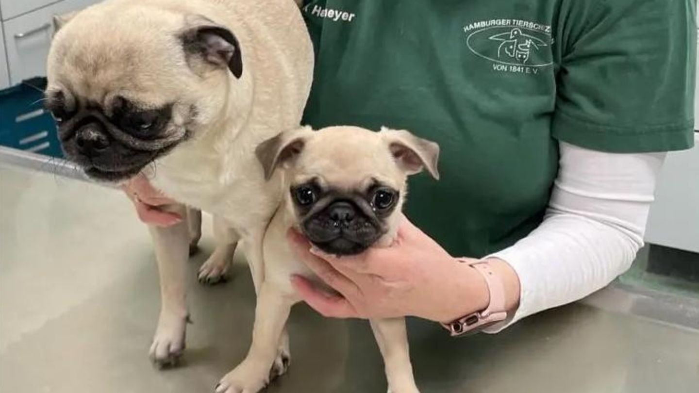 Mops-Mutter Lotte (links) und Tochter Louise sitzen auf einem Tisch im Tierheim Süderstraße in Hamburg