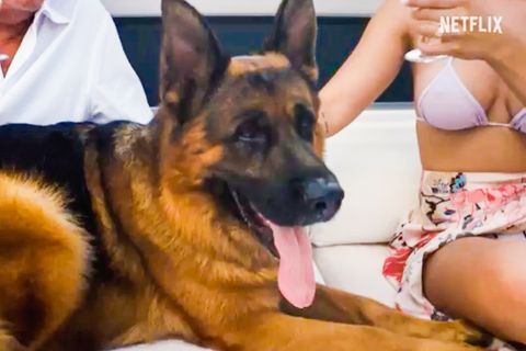 "Gunther's Millions"-Trailer: Dieser Schäferhund erbte Millionen von seiner Besitzerin – oder doch nicht?