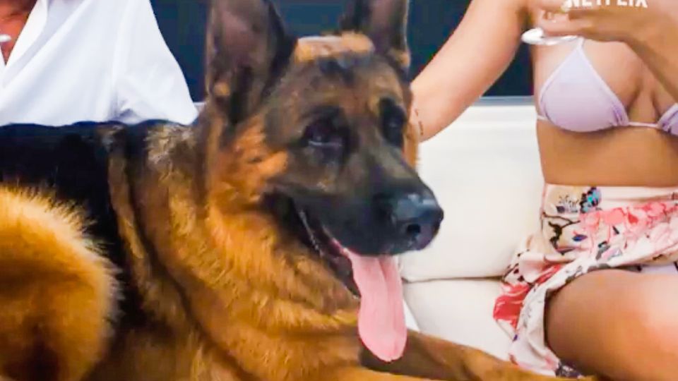 Netflix Zeigt Das Leben Von Gunther Vi Dem Reichsten Hund Der Welt Sternde 