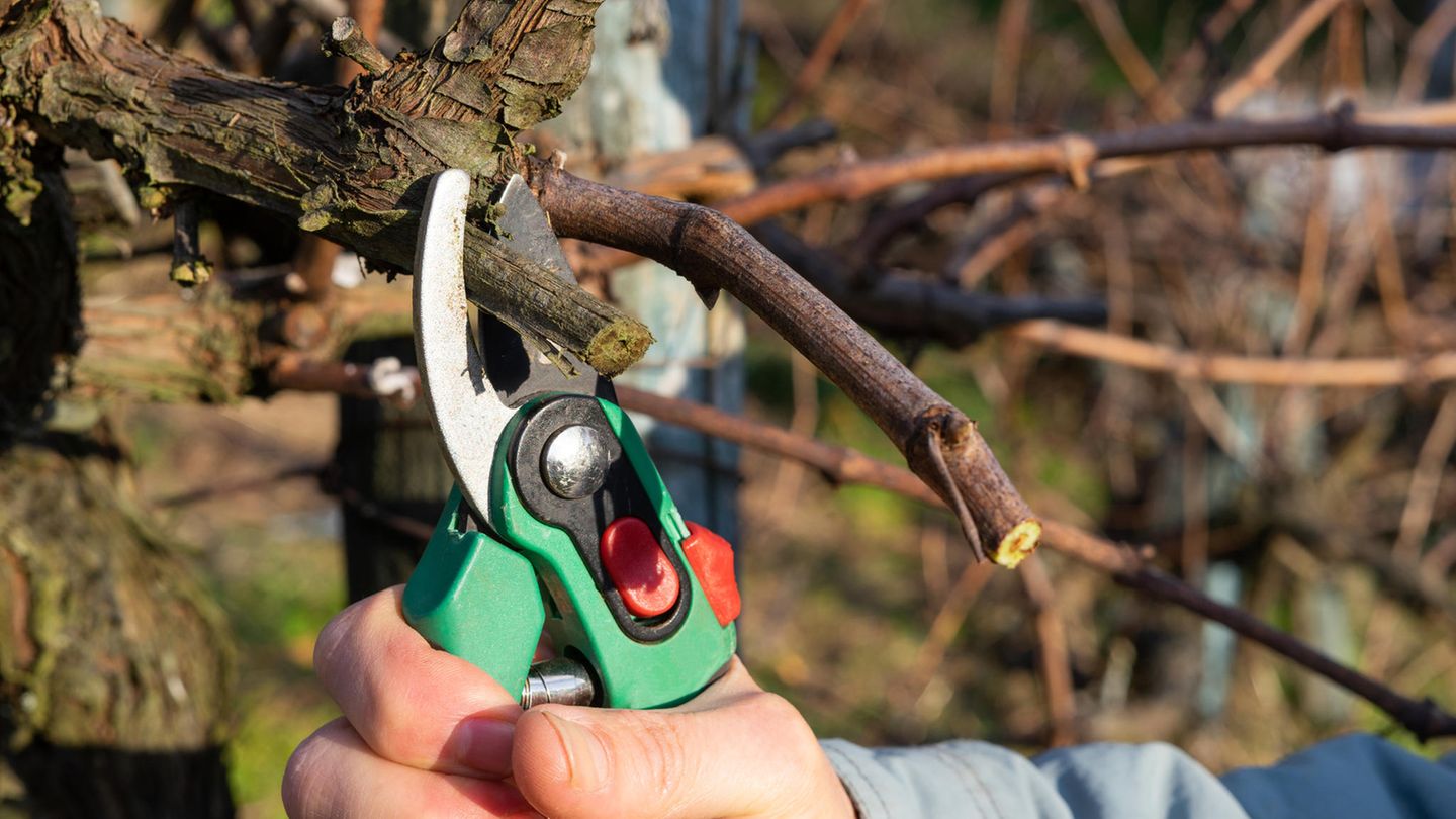 Top secateurs for 24 euros instead of 42 euros: the top deals on Monday