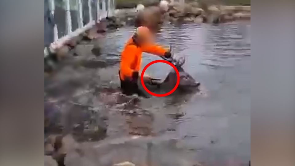 Video sorgt für Aufsehen: Jäger sticht auf verletzten Hirsch in Teich ein