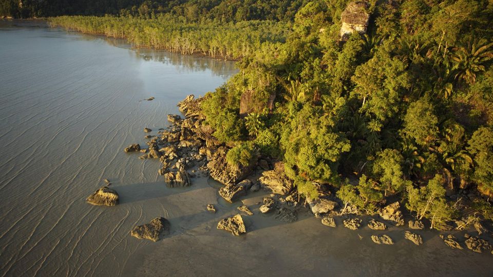 Pemandangan udara dari hutan bakau di pesisir Kalimantan