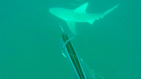 Hungrige Raubfische: Speerfischer in Florida wird von Haien umzingelt