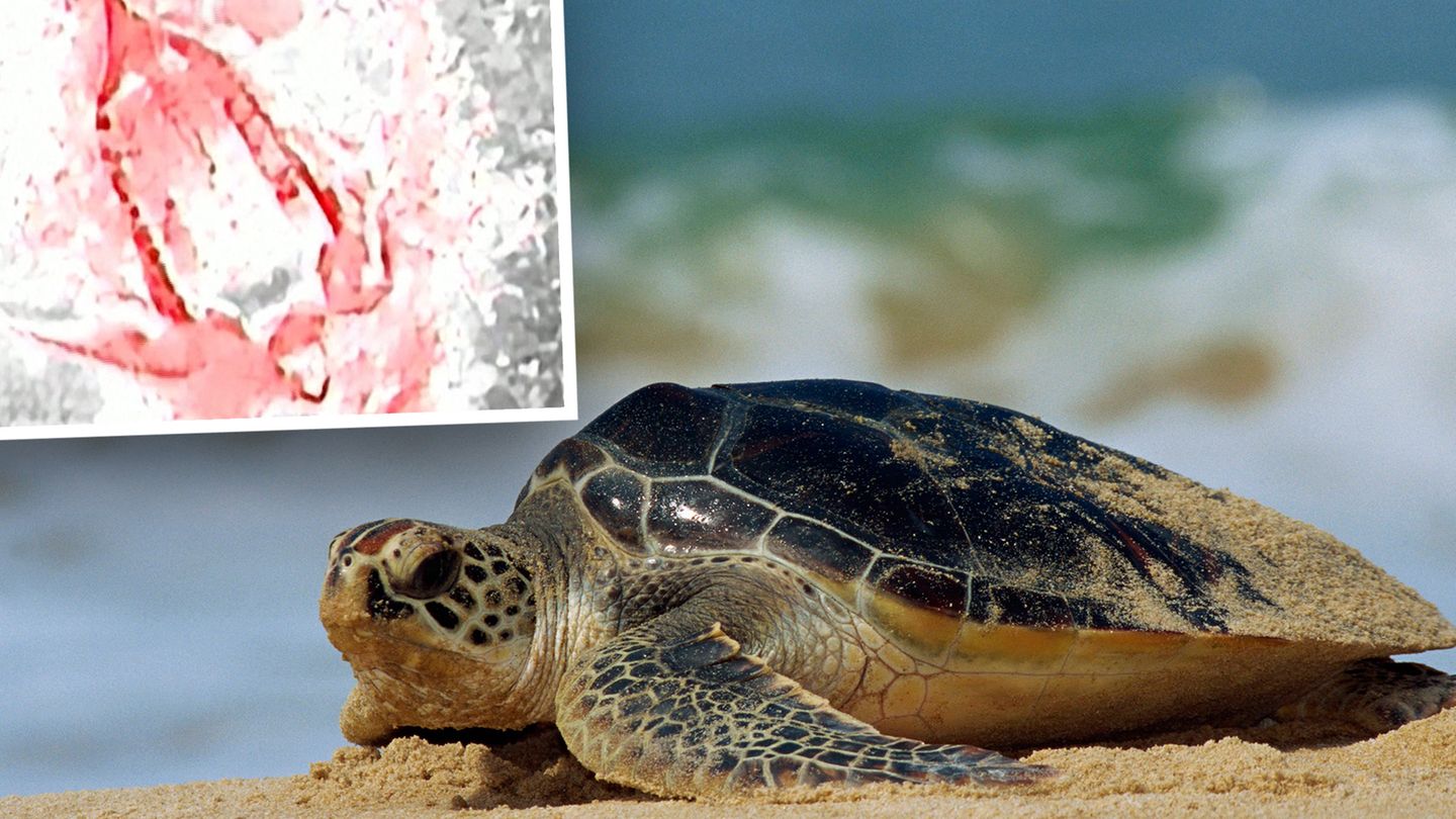 Thailand: Thermal images show sea turtle laying eggs (video)