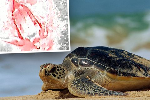 Beeindruckende Luftaufnahmen: Wärmebilder zeigen Meeresschildkröte beim Eierlegen