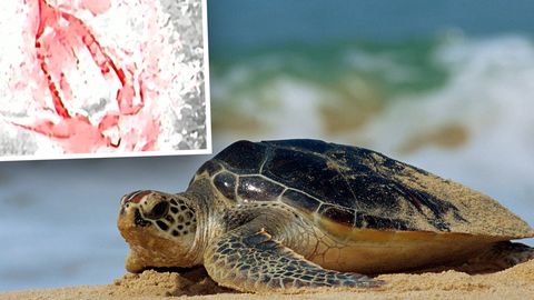 Tierschutz: Fischerei bedroht Meeresschildkröten