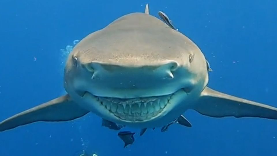 Das gefährlichste Lächeln der Welt: Video von grinsendem Hai geht viral