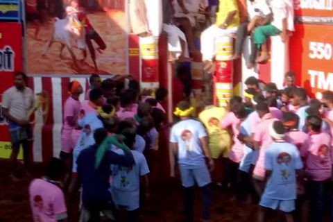 Video: Umstrittenes Bullen-Zähmen in Indien fordert Tote und Verletzte