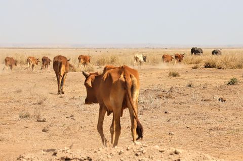 Vieh und Elefanten auf der Suche nach Weideland im Amboseli-Nationalpark in Kenia