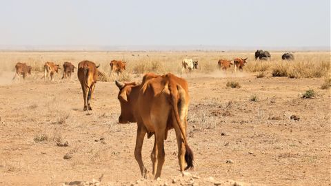 Vieh und Elefanten auf der Suche nach Weideland im Amboseli-Nationalpark in Kenia