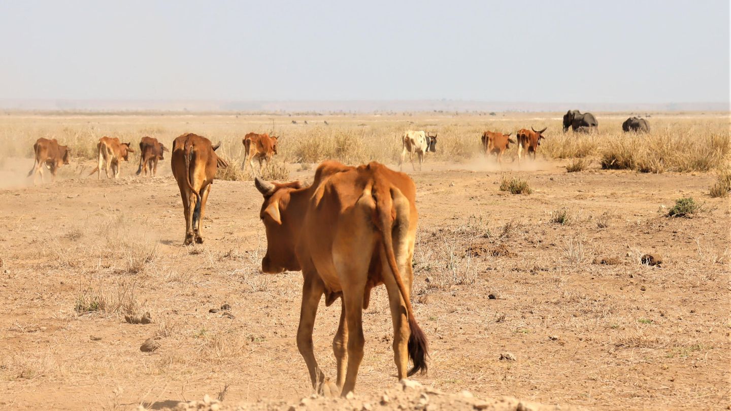 Vieh und Elefanten auf der Suche nach Weideland im Amboseli-Nationalpark in Kenia