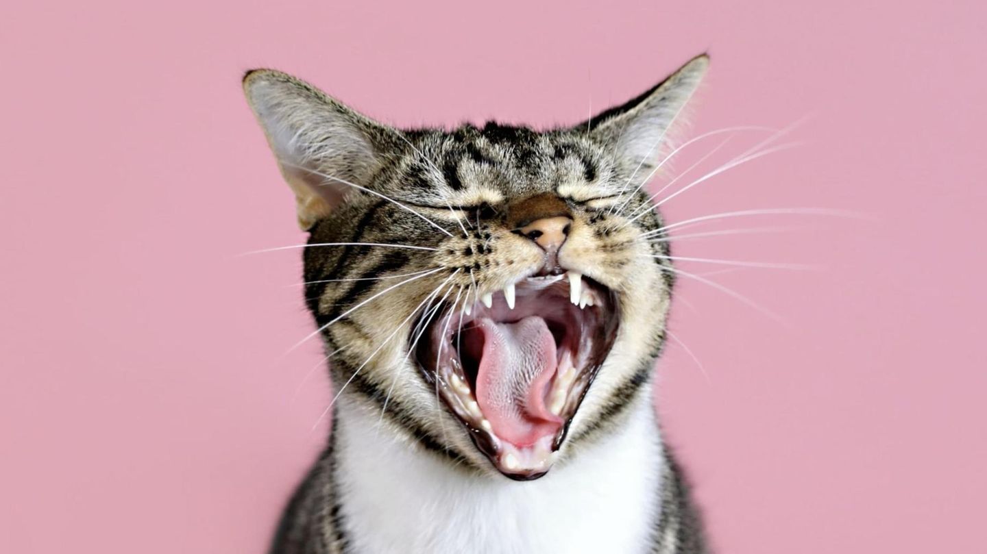 Verhaltensweisen erklärt: Tote Tiere bringen und Milchtritte: So verstehen Sie Ihre Katze besser