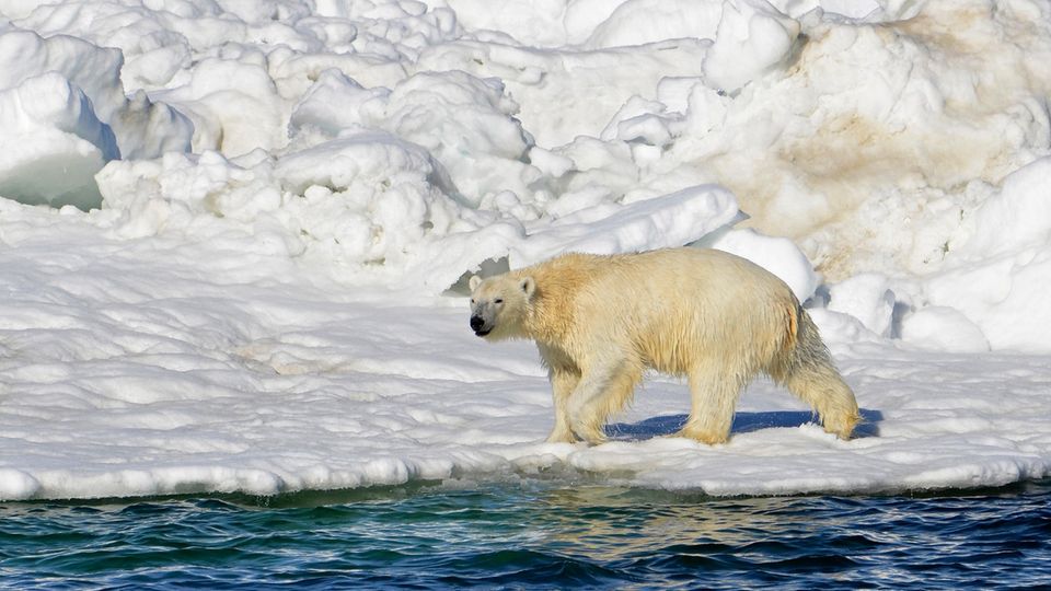 Ein Eisbär in Alaska