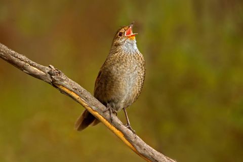 Der Eastern Bristlebird ist in Australien zuhause. Hier sitzt er auf einem Ast und singt.