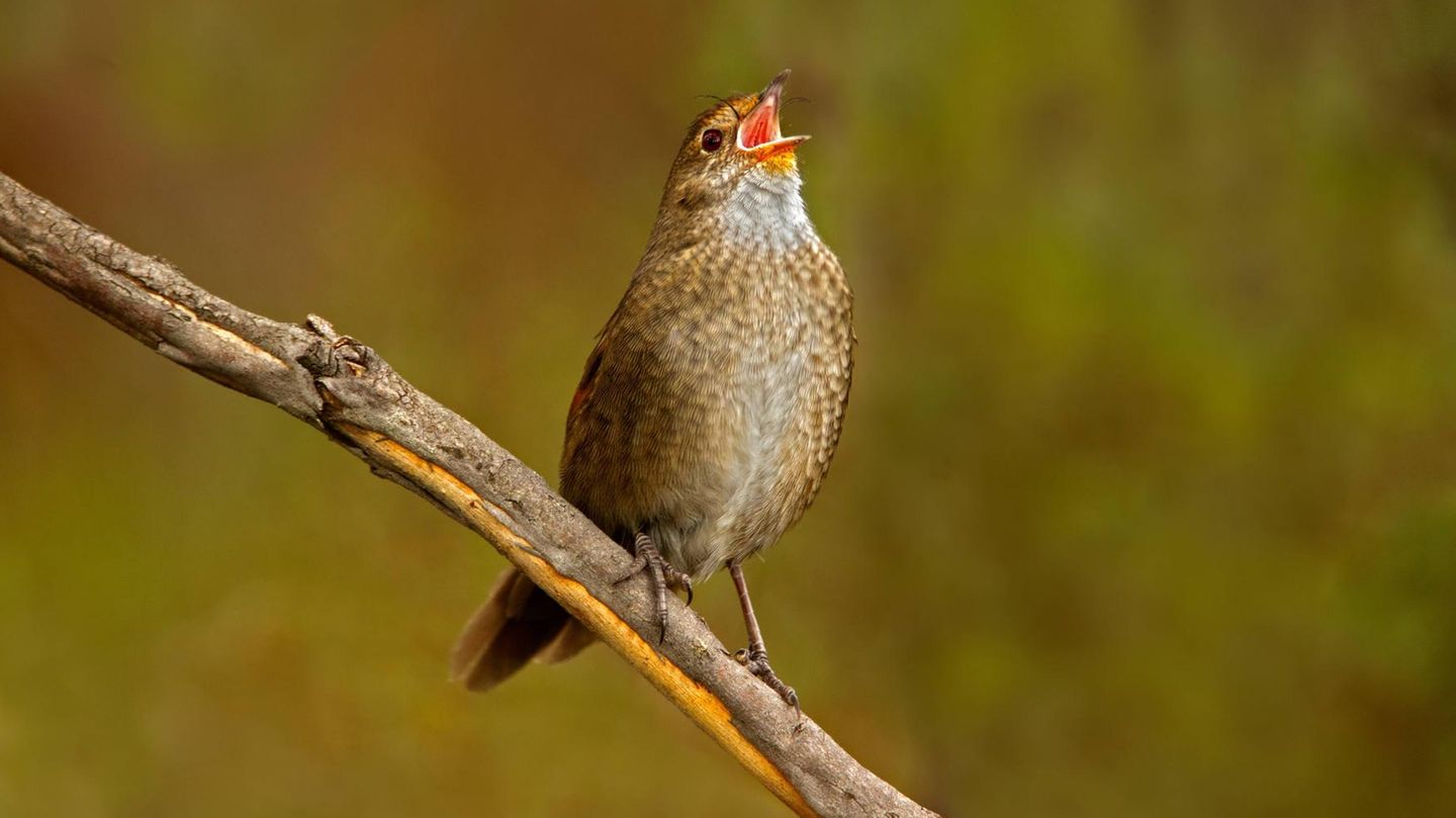 Der Eastern Bristlebird ist in Australien zuhause. Hier sitzt er auf einem Ast und singt.