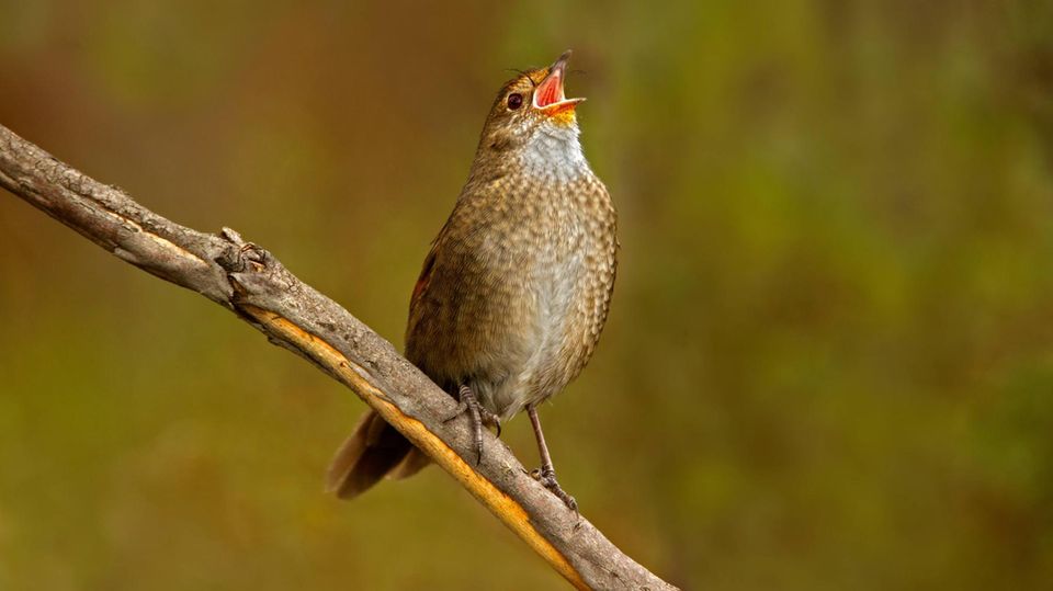 Der Eastern Bristlebird ist in Australien zuhause. Hier sitzt er auf einem Ast und singt.