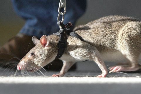 Ein Mann führt eine Riesenhamsterratte an der Leine (Symbolbild)