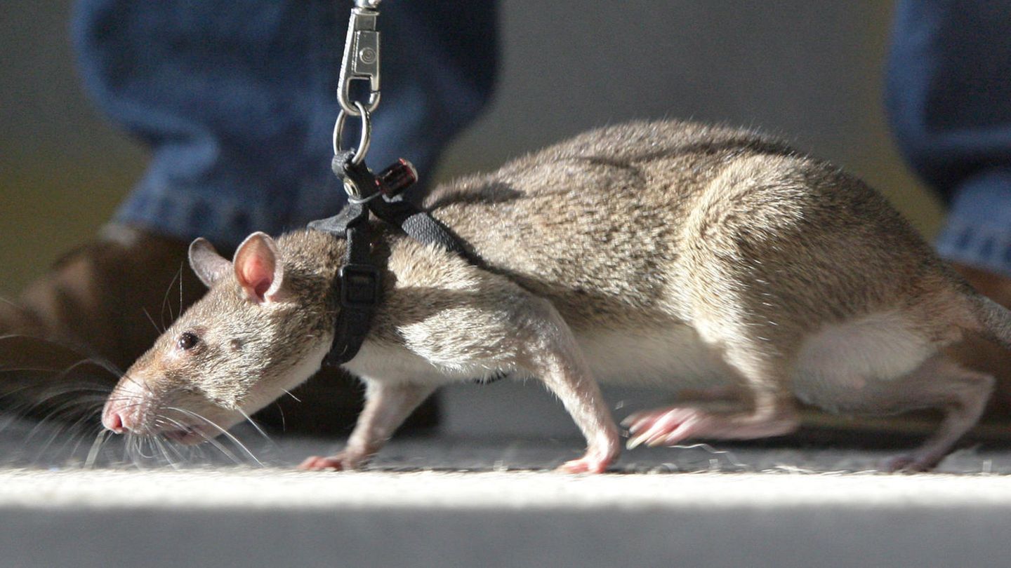 Ein Mann führt eine Riesenhamsterratte an der Leine (Symbolbild)