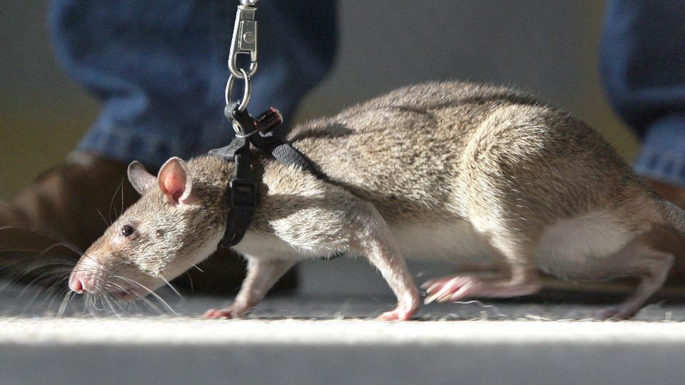 Ein Mann führt eine Riesenhamsterratte an der Leine (Symbolbild)