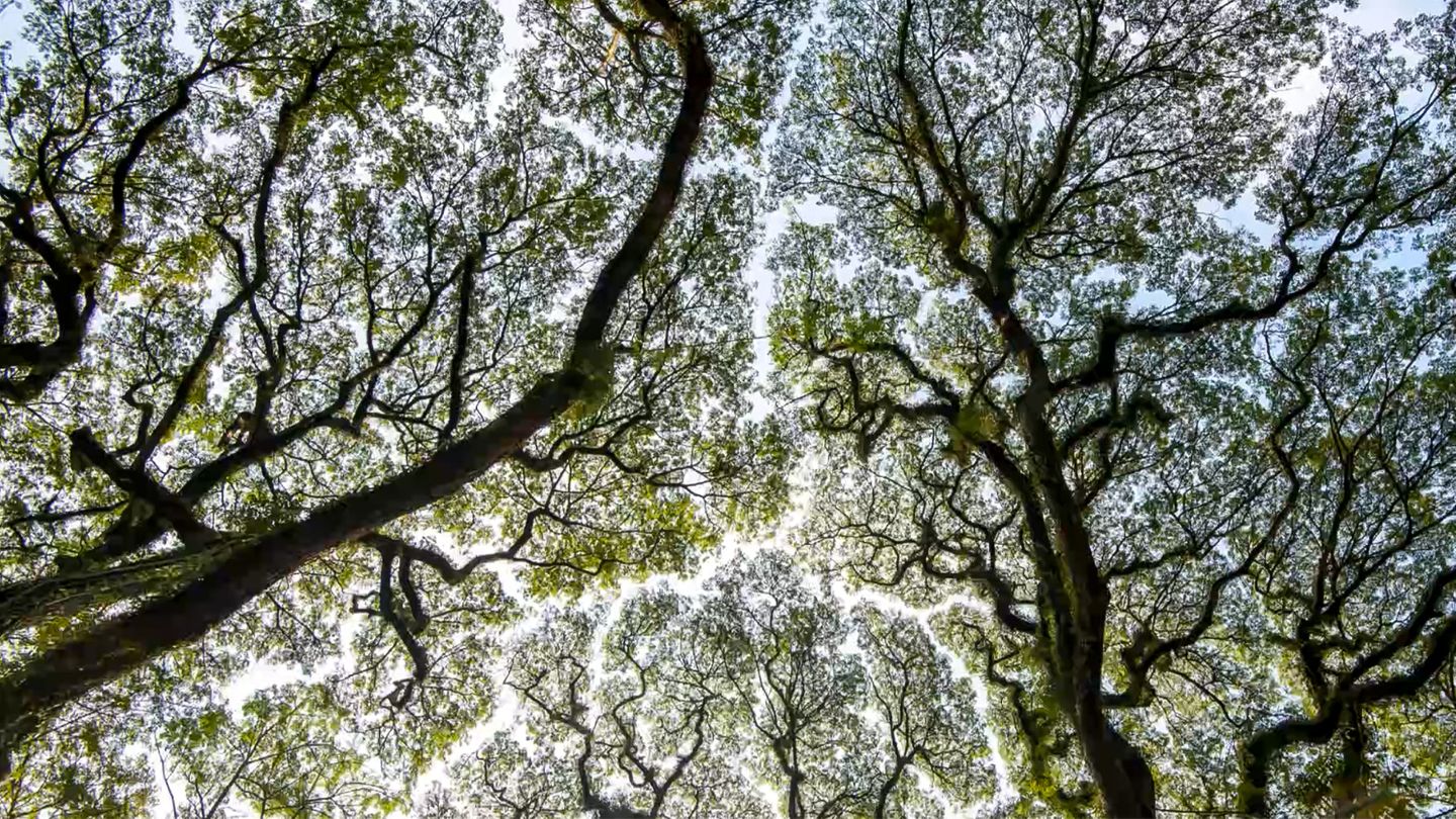 Crown shyness: Schüchternes Blätterwerk? Warum Bäume im Blattwerk Abstand zum Nachbarn halten