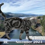 November  "Eine Katze auf der Fisch-Leiter. Typisch, oder?"