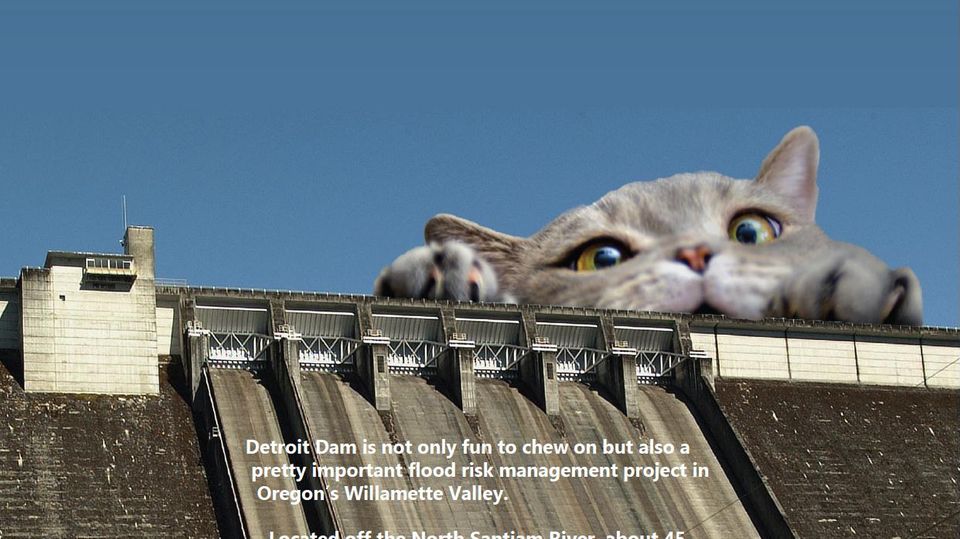 "2023 Cat Calendar": Dieser irre Katzen-Kalender ist ein offizielles Dokument der US-Armee