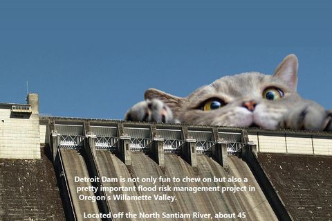 "2023 Cat Calendar": Dieser irre Katzen-Kalender ist ein offizielles Dokument der US-Armee