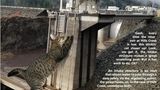 Januar  Wichtige Infrastruktur wie der Hills Creek Damm werden im Kalender zum Kratzbaum. Diese "stinkende Katze" würde immer auftauchen, wenn der Pegel zu niedrig steht, witzelt der Kalender. Und bringt ganz nebenbei Informationen zum Nutzen des Damms unter.