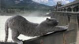 April  "Seien wir ehrlich: Wenn es riesige Katzen gäbe, wäre dieses Foto echt."