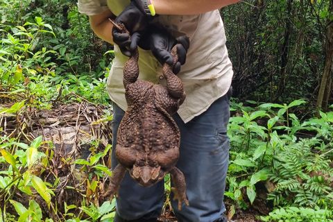 Zufällig haben Ranger dieses riesige Exemplar einer Aga-Kröte in Australien entdeckt. Es wiegt 2,7 Kilogramm.