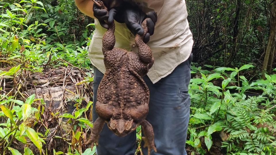Zufällig haben Ranger dieses riesige Exemplar einer Aga-Kröte in Australien entdeckt. Es wiegt 2,7 Kilogramm.