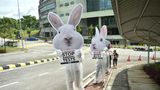 Drei Menschen mit übergroßen Kaninchen-Masken und weißen Overalls gehen mit Protestplakaten gegen Tierversuche einen Fußweg lang